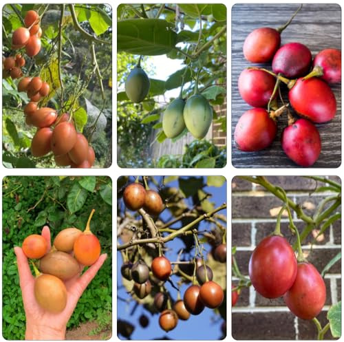 tamarillo, tomate de árbol, semillas de hortalizas resistentes el jardín tomatera semillas hortalizas camas elevadas Decoraciones jardín exteriores verdes orgánicas 150semillas