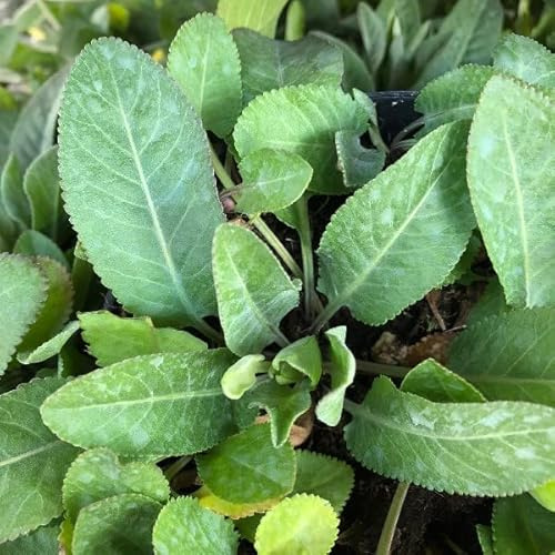 Erba San Pietro (Tanacetum balsamita) [Vaso Ø14cm]