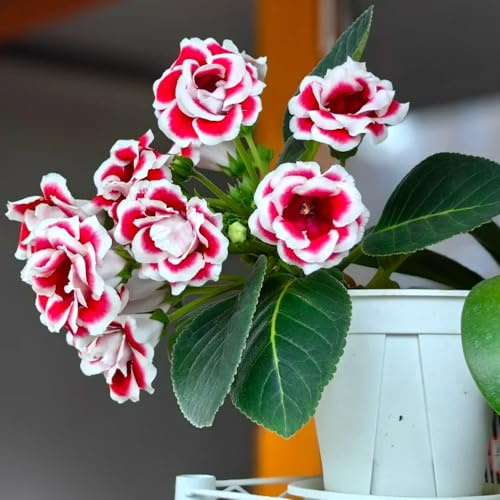 gloxinie topfpflanzen echt sommerblumen schmetterlingsflieder blumenwiesensaat rankpflanze pflanztöpfe blumengarten wildblumen balkonblumen gartenkräuter kräuterpflanzen wohnzimmer 550samen