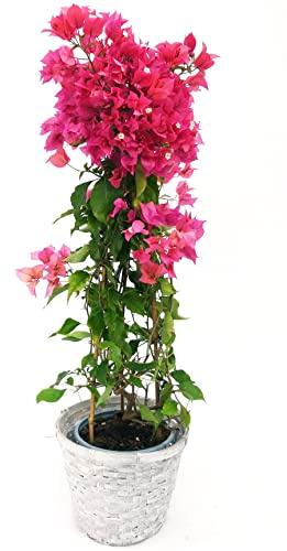 POWERS TO FLOWERS - BOUGAINVILLEA, BUGANVILLEA FUCSIA INTENSO IN CESTO VIMINI, pianta vera