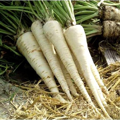 Vegetable - Hamburg Parsley Root - 400 Seeds + Plant tag + Freebie - Parsley Root Alba - Parsnip Seeds