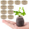 Dischi Per Germinazione Piante,10 Pezzi da 30mm Blocco di Terriccio con Nutrienti per Coltivazione - Substrato Compresso con Bloccanti, Accessori da Giardino per Coltivazione in Vasi Esterni e Terrazz