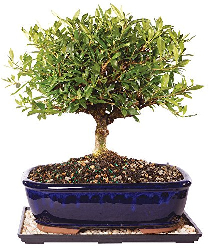 Brussel's Bonsai - Live Gardenia Bonsai Tree with Ceramic Bonsai Pot and Humidity Tray, Outdoor Bonsai Plant, 6 Years Old, 10-14 Inches Tall, Easy Care Flowering Plant (Large)