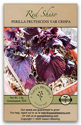 Gaea's Blessing Seeds - Red Shiso Seeds - Non-GMO Seeds with Easy to Follow Planting Instructions - Open Pollinated Aka Shiso Perilla 93% Germination Rate