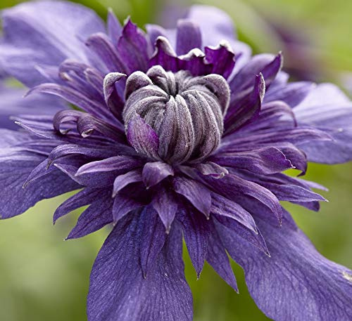 Hardy Shrub, Garden Plant, Double Blooms, Clematis Florida Kokonoe 2X 9cm Pot by Thompson and Morgan. (2)
