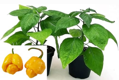 POWERS TO FLOWERS - PEPERONCINO TRINIDAD SCORPION YELLOW BIO, 2 PIANTE, Vaso 10cm, piante vere