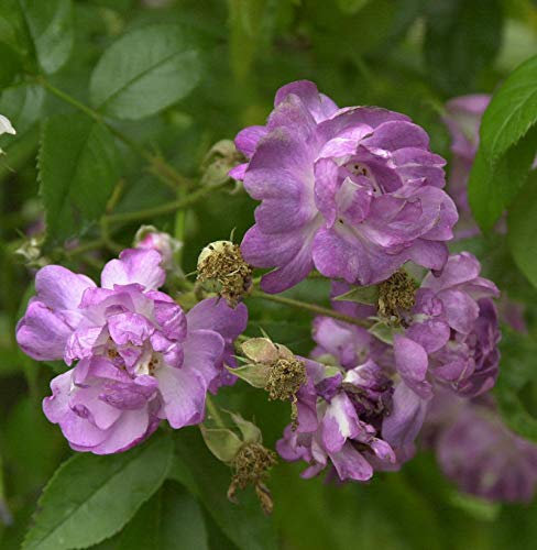 Kletterrose Veilchenblau 30-60cm - lebende Gartenpflanze aus den Baumschulen
