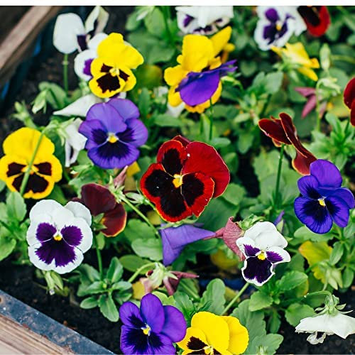 Winter Bedding Plants, 'Platinum Jubilee Mix', 20 x Full Plant Pack, Pansy Plants, Winter Pansies, Garden Flowers, Garden Ready and Ready to Plant, Premium Quality Flowers