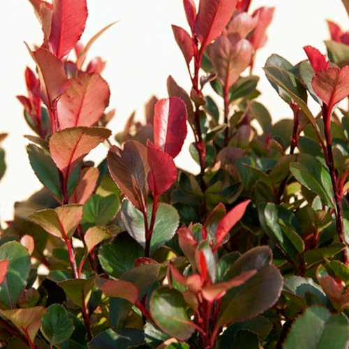 GARTEN SCHLÜTER® Glanzmispel ‚Carré Rouge‘ - Photinia fraseri - 3 Liter | Mit intensiv rotem Austrieb & dichtem, kompaktem Wuchs - schnittverträglich - immergrün Topf 40-60 cm