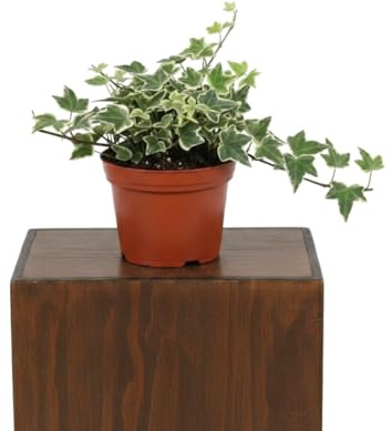 Hedera Helix Variegata Hiedra Variegata Planta Decorativa DECOALIVE para Balcón o Salón Maceta 13 cm Altura 25 cm