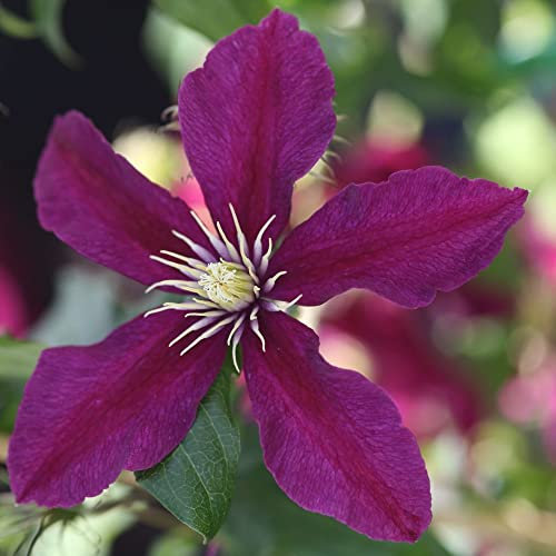 Waldrebe 'Niobe' - Clematis 'Niobe' - 50-60 cm Topf - Dunkelrote Clematis