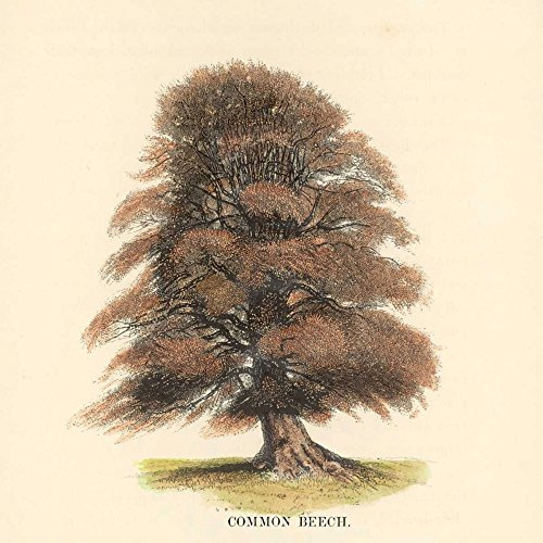 Common Beech by Samuel Williams - 16x16 Art Print Poster