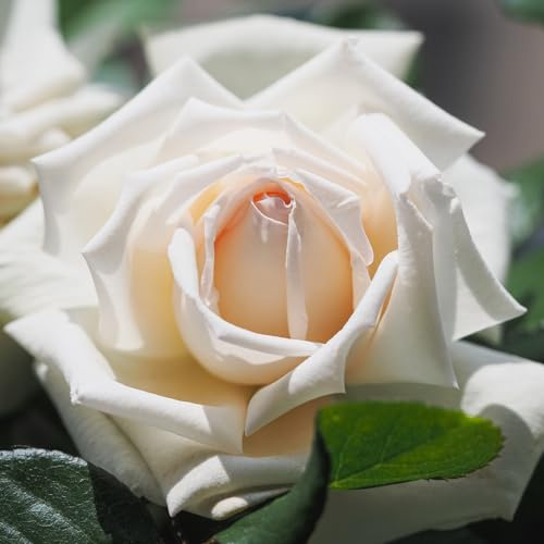AMDGarden Pianta Rosa Brevettata Anggun® Meilland Bianca Panna Profumata Vaso 19 cm per Esterni
