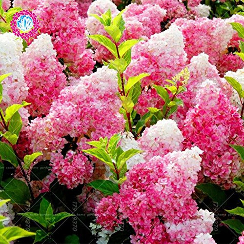 Hortensias Bleu Véritables Graines D'Hortensia D'Agramsero Graines Belles Graines De Fleurs Chine La Croissance Naturelle Pour La Plante De Jardin À La Maison