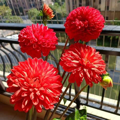 tuberi di dalia - decorazioni giardino esterni resistenti raro 4pcs