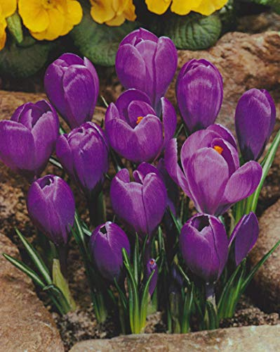 25 Großblumige Krokusse Grand Maitre Blumenzwiebeln Crocus