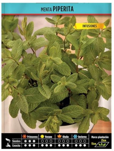 Semillas Horticolas - Menta piperita - Semillas listas para plantar.