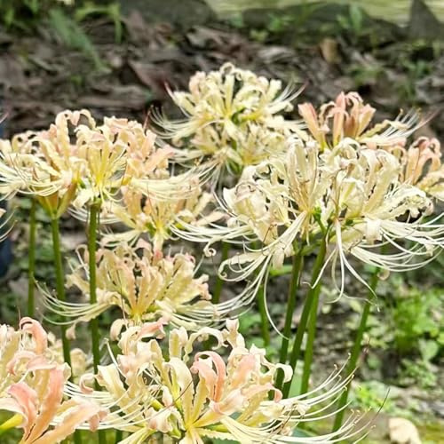 9 pz bulbi lycoris radiata, da giardino precoce di giglio ragno, resistenti
