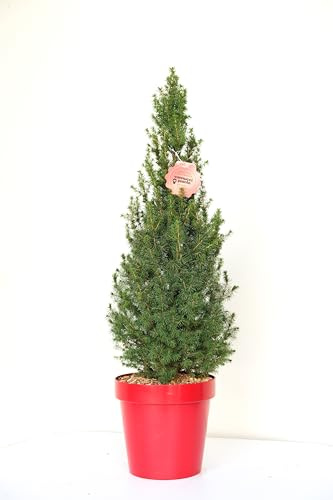 Vannucci Piante - Picea albertiana conica/Abete nano canadese, pianta vera in vaso, perfetta per le festività!