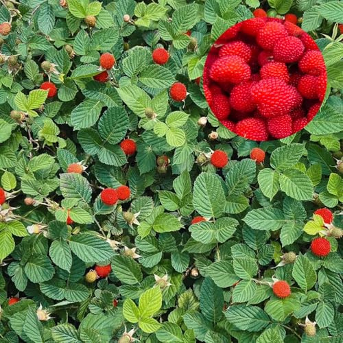 semillas de frambuesa orgánicas - exóticas resistentes perennes Decoración estar raras 150pcs
