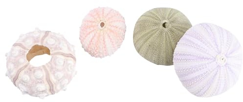 Cabilock Seeigel Gehäuse 4Pcs Mini Seeigel Shell Air Plant Halter Shell Hängen Topf Anlage Halter für Handwerk Anlage Strand Hochzeit Dekoration Gehäuse Groß