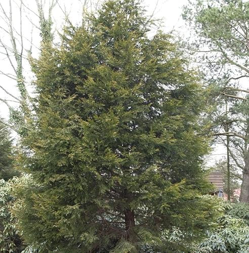 Gelbe Leyland Zypresse Castlewellan Gold 100-125cm - Cupressocyparis leylandii - lebende Gartenpflanze aus den Baumschulen