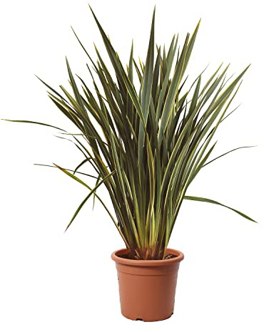 KENTIS - Phormium Tenax Variegatum - Piante da Esterno Resistenti Sempreverdi - Pianta da Giardino Terrazzo Perenne - H 125-150 cm Vaso Ø 30 cm