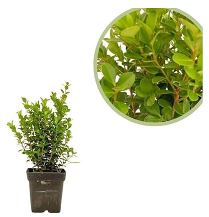 Buxus Arbusto Resistente para Setos y Cercados Planta de Exterior Fácil de Cuidar