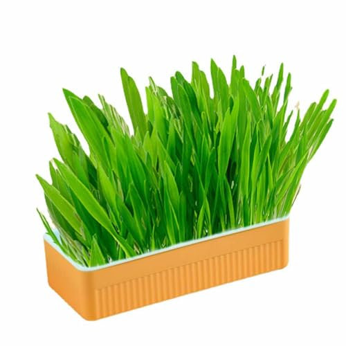 SYH&AQYE Katzengras-Anzuchtset, wachsendes Katzenminze-Katzengras mit Pflanzkasten, Katzengras, hydroponisch gewachsenes Katzengras für Hauskatzen im Innenbereich