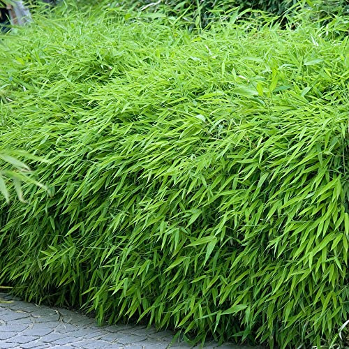 Bambou Fargesia Rufa GardenersDream – Plante de Bambou Non Traçant Formant des Touffes - Naturelle Idéale en Pot, sur la Terrasse, dans le Jardin et en Haie