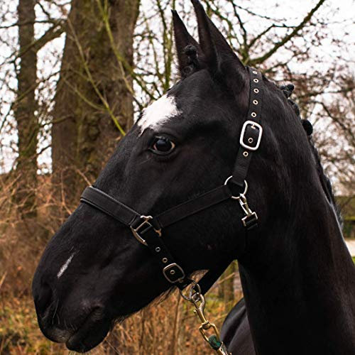 Pferdelinis Halfter für Warmblut, Vollblut, Kaltblut, Pony – Stallhalfter, Weidehalfter, 2-Fach verstellbare Dornschnallen, sicher & reißfest (Schwarz, Kaltblut)
