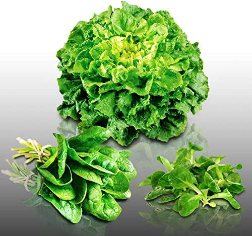 Lot de 750 graines à semer - Le Grenier d'Abondance - Trio de Légumes BIO - Epinard - Mâche - Chicorée - 3 sachets individuels