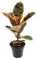 Ficus elastica Belize Arbre à caoutchouc rouge Pot de 17 cm