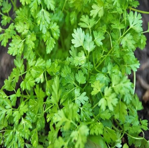1 Pack of 30 SEEEDS Chervil