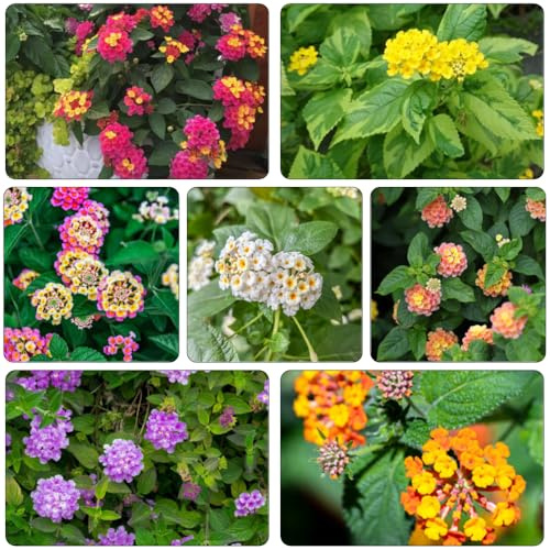 lantana semi esotici semi di perenne perenne resistenti per pieno sole giardino interni selvatici giardino primavera 55pcs