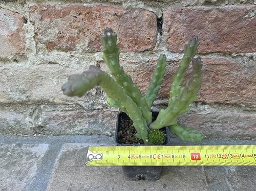 Geosism & Nature Stapelia varigata 10 cm, Kaktus, Sukkulente