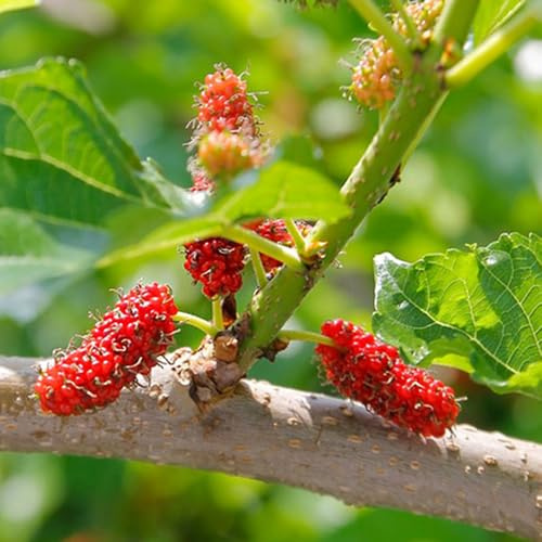 Semi di gelso - esotiche Morus alba, gelso, un Le sono da giardino, 350pcs