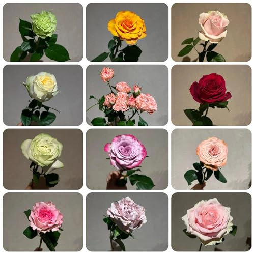 semillas de rosas - exterior trepadoras resistentes estar oficina 350pcs