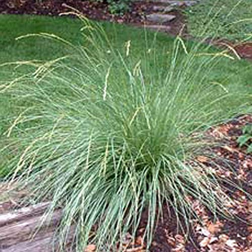 Festuca Mairei Atlas - Juego de 6 contenedores para plantas (9 x 9 cm)
