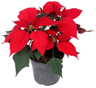 Planta Natural de la Navidad DECOALIVE Flor de Pascua de Color Rojo