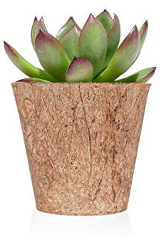 Pack de 12 plantas suculentas echeveria Bio - Detalles boda para invitados - Obsequios para bautizo o comunión