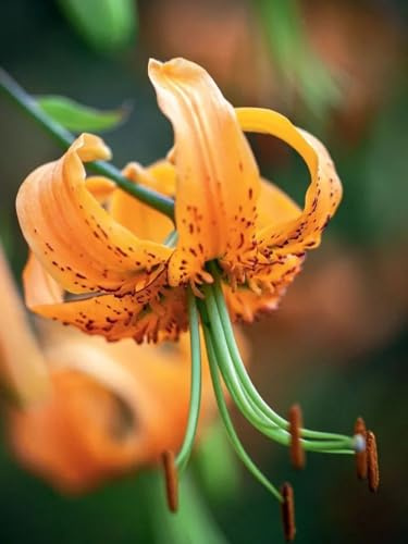 Lilium tuberi mix di cipolle,Grazia,gigli in vaso,cipolle perenni,Decorazione.-10pezzo-E