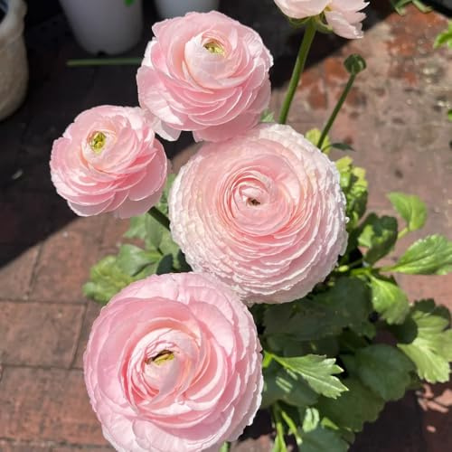 15 pz ranuncolo bulbi resistenti - ranuncolo - Le piante da ombra sono resistenti Ranuncoli vegetali decorazione floreale piante esotiche resistenti soggiorno decorativo regali sostenibili