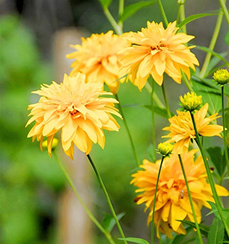 Schlitzblättriger Sonnenhut Goldball - Rudbeckia laciniata - lebende Gartenpflanze aus den Baumschulen