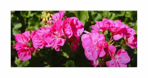 Stk - 10x Geranien Multibloom Pink Garten Pflanzen - Samen F-S516 - Seeds & Plants Shop by Ipsa