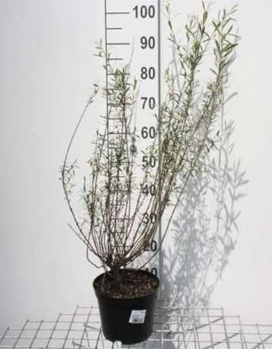 Salix purp. 'Nana' ('gracilis') - Saule Artique Nain, Osier Pourpre Nain, Saule Pourpre Nain 50-60 cm en pot