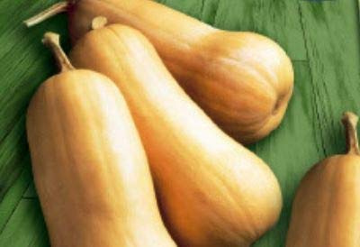 Stk - 12x Kürbis Butternut Cobnut F1 - Kürbis Samen Gemüse K590 - Seeds & Plants Shop by Ipsa