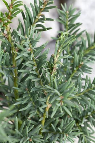 Taxus baccata 'Fips' 25–30 cm – Immergrün, Winterhart, Pflegeleicht – Eibe – Heckenpflanze für Garten & Sichtschutz