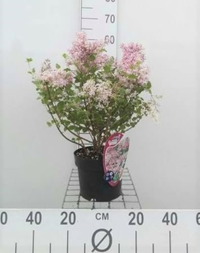 Syringa meyeri 'Palibin' - Zwerg-Duftflieder Palibin 30-40 cm - Container