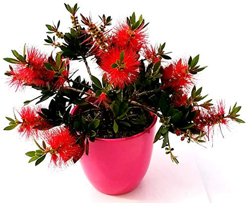POWERS TO FLOWERS - CALLISTEMOM LAEVIS IN VASO CERAMICA FUCSIA, pianta vera
